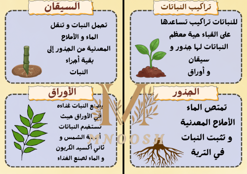 النباتات و أجزاؤها ثالث ابتدائي