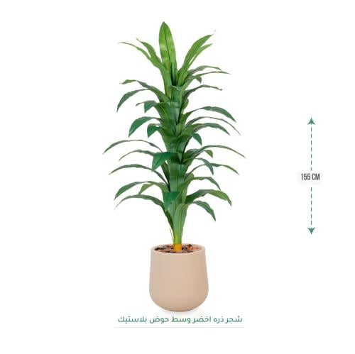 شجرة ذرة أخضر وسط حوض بلاستيك 155 سم