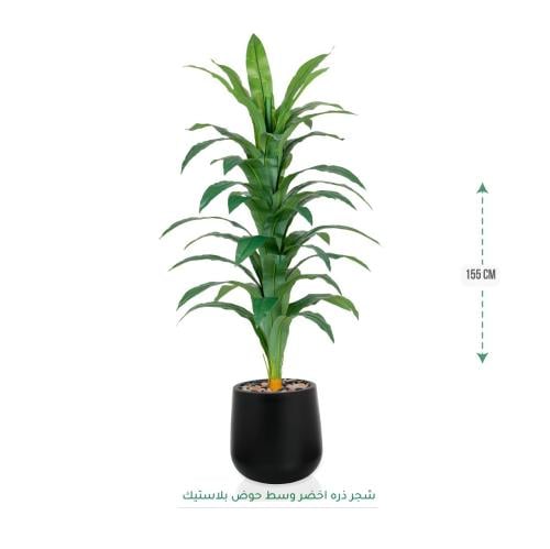 شجرة ذرة أخضر وسط حوض بلاستيك 155 سم