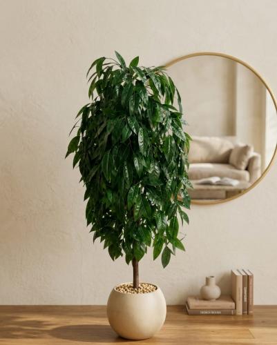 شجرة الفيكس أمستل كينج (Ficus Amstel King).