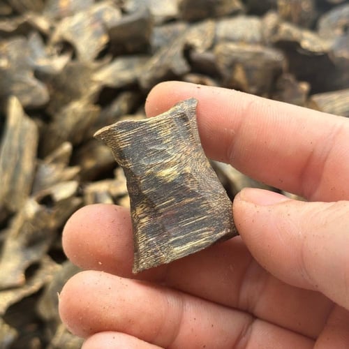 عود كينام الصيني الطبيعي المستزرع دبل سوبر