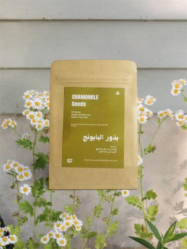 بذور بابونج ألماني | German Chamomile Seeds