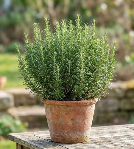 بذور إكليل الجبل | Rosemary Seeds