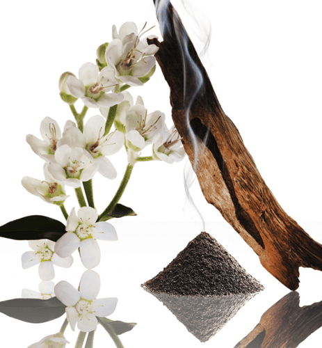 نرسيسو جاسمين مسك 100مل