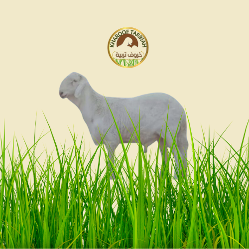 خروف سواكني أبيض جذع جبر تربية 100% مضمون على الشر...