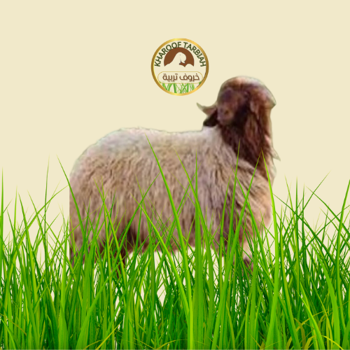 خروف نعيمي باكستاني هرفي صغير مبرد تربية 100% مضمو...