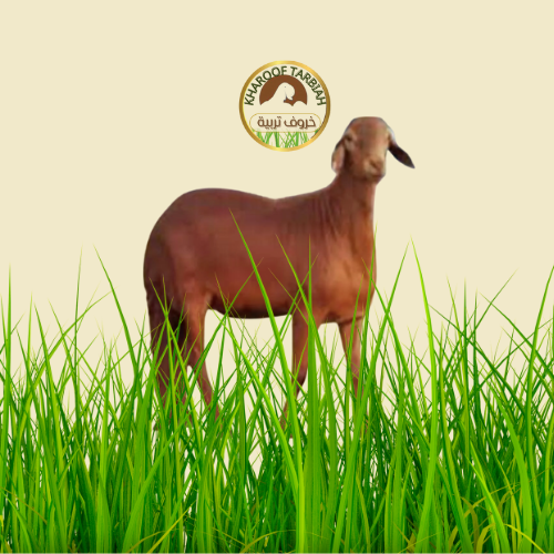 خروف سواكي حمري وسط تربية 100% مضمون على الشرط
