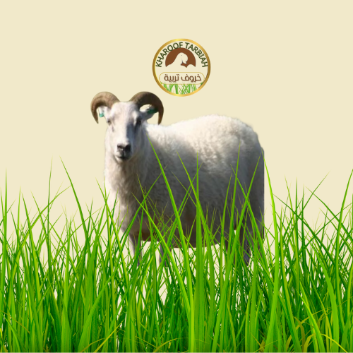 خروف روماني كبير تربية مضمون على الشرط