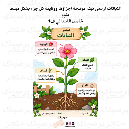 النباتات ارسمي نبته موضحة اجزاؤها ووظيفة كل جزء بش...