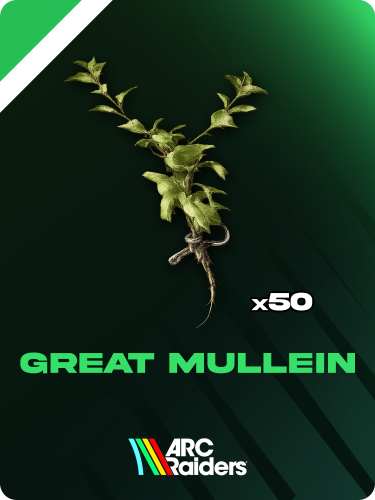 Great Mullein | عدد 50 حبة