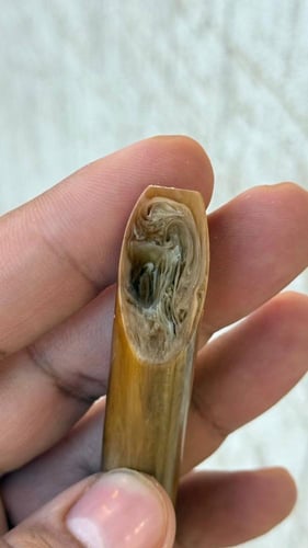 عصي خرتيته بشفافيه صب جديد يسمى فاتوران