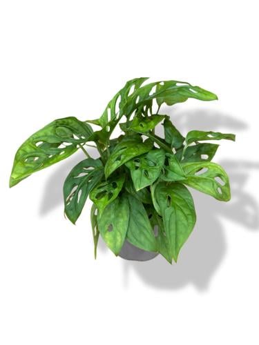 Monstera from Mink Leaf