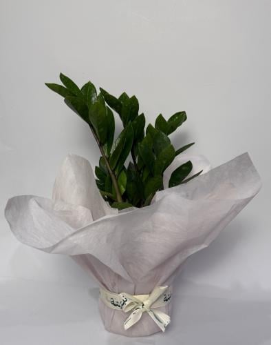 Light packaging