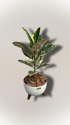 Fix Robusta decorated