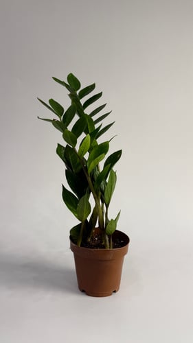 Small Zamiya