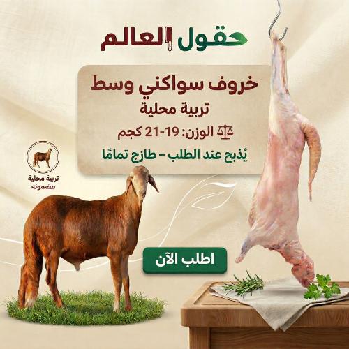 Local Saanen sheep, medium, Rabih