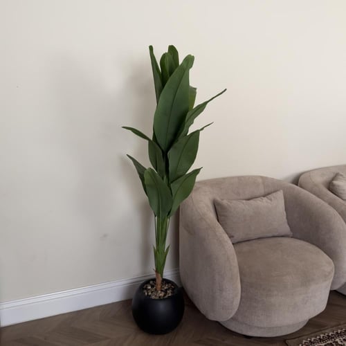 شجر عصفور الجنة مع مركن