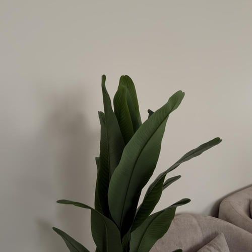 شجر عصفور الجنة مع مركن