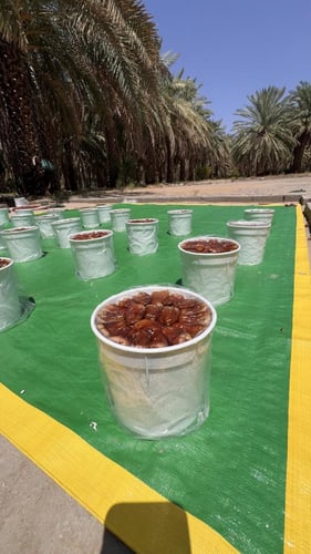 برني العيص مكنوز رقم 1 فاخر K2