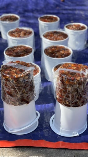 برني العيص مكنوز رقم 2 k3