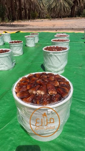 برني العيص مكنوز رقم 1 فاخر K2