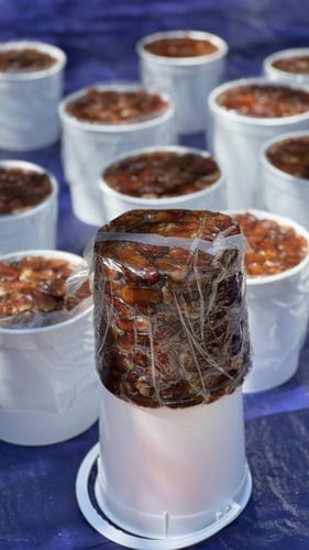 برني العيص مكنوز رقم 2 k3