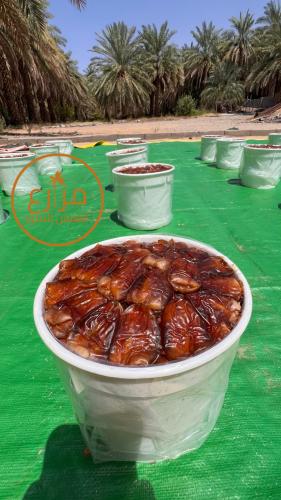 برني العيص مكنوز رقم 1 فاخر 4 - 6 k