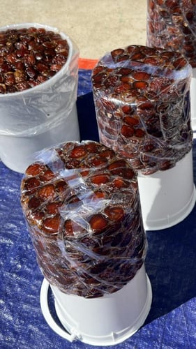 كعيمر العيص رقم 1 k2