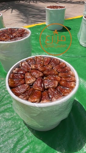 برني العيص مكنوز رقم 1 فاخر 4 - 6 k