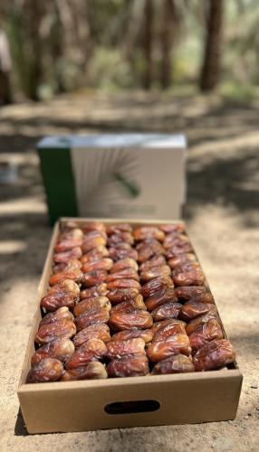 برني العيص درجة ثانية فاخر -4k