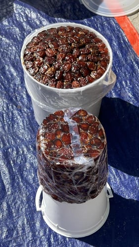 كعيمر العيص رقم ١ فاخر سطل كبير 13-K15