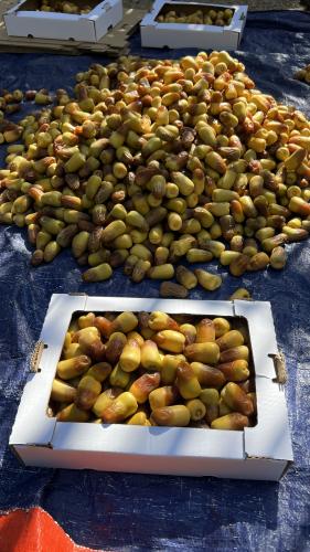 رطب برني العيص