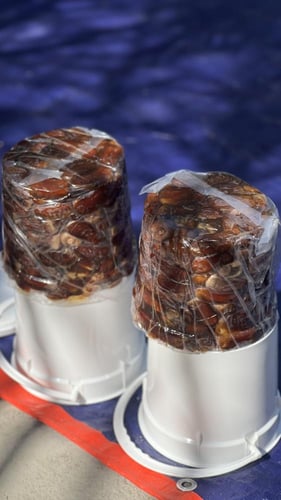 برني العيص مكنوز رقم 1 فاخر K2