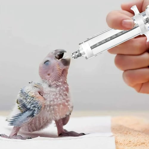 مجموعة ابرة التغذية للطيور برأس منحني