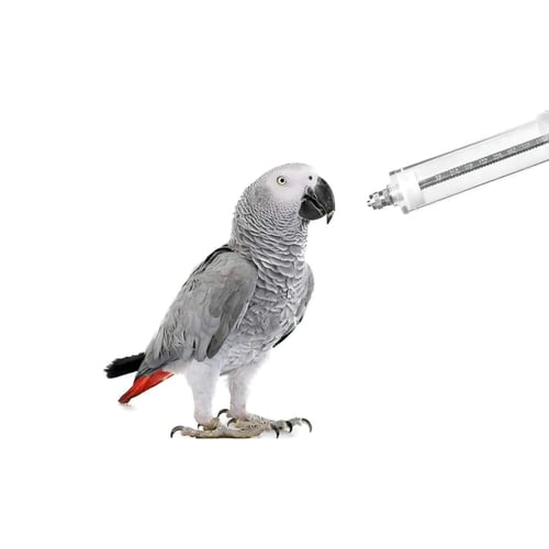 مجموعة ابرة التغذية للطيور برأس منحني