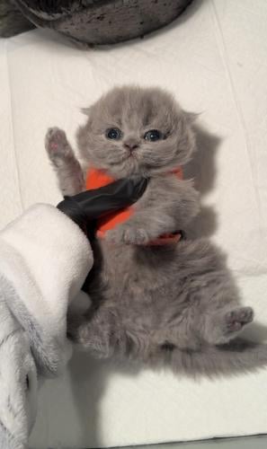 سكوتش فولد بلو انثى