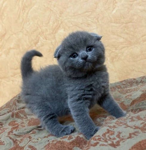 قط ذكر سكوتش