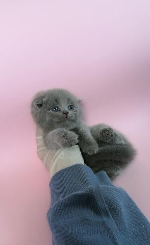 انثى سكوتش فولد