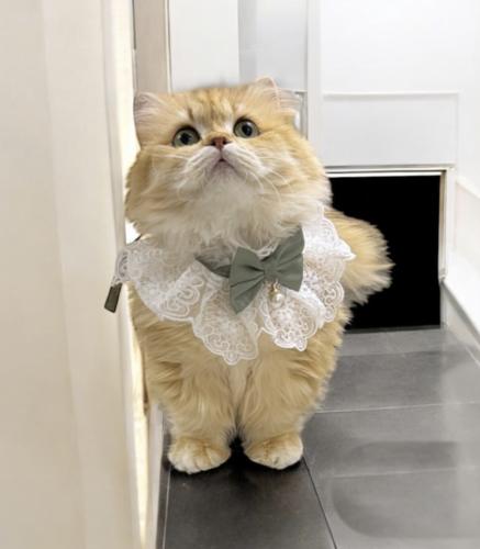 منشكن القط القزم انثى