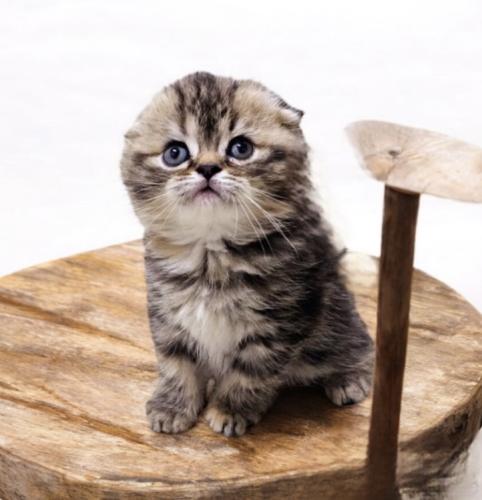 سكوتش فولد شهرين