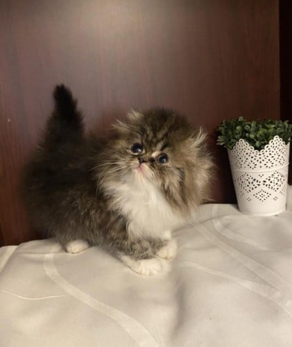 قط ذكر مع مستلزمات