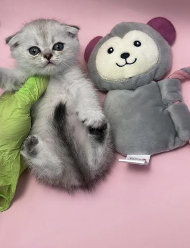 سكوتش فولد انثى