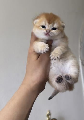 قطه حجز سكوتش