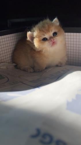 قط منشكن ذكر قزم