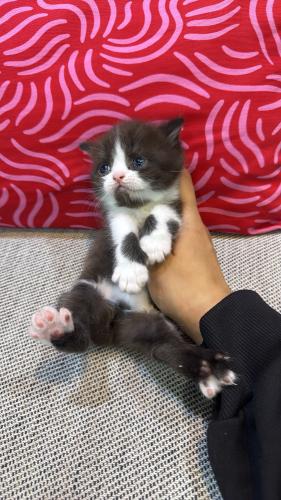 سكوتش ستريت براوني