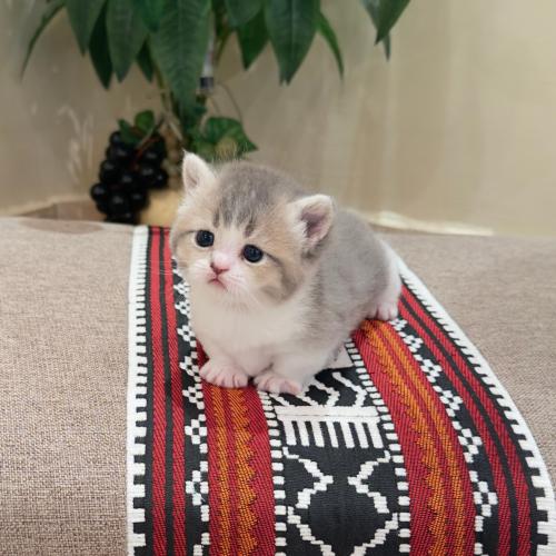 منشكن