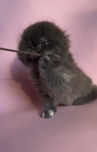 قطوه فولد انثى