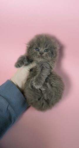 سكوتش فولد لونق انثى