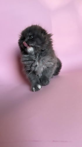 قطوه فولد انثى