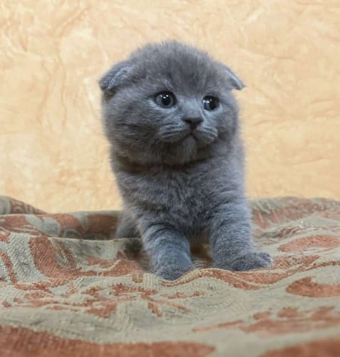 قط ذكر سكوتش